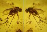 Detailed Fossil Fly (Diptera) In Baltic Amber #145401-1